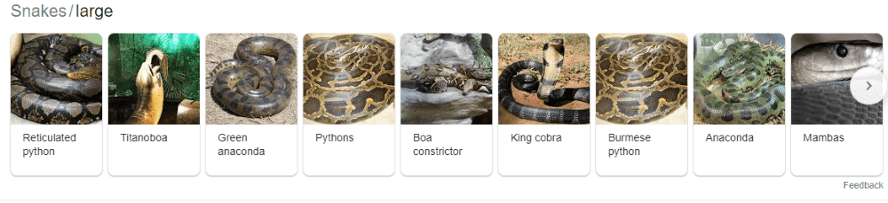 An image carousel of poisonous snakes on Google SERPs