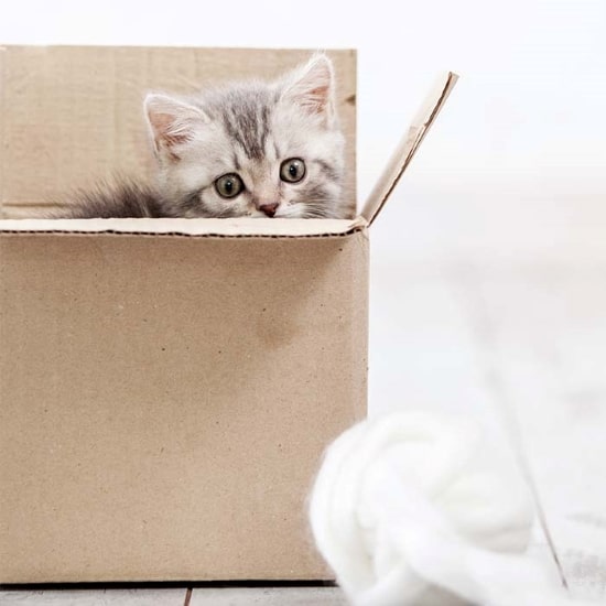 kitten inside a box